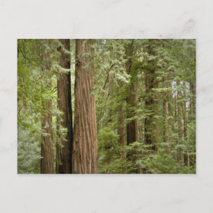 Muir Woods National Monument, Northern Postcard