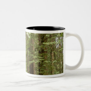 Muir Woods National Monument, Northern Two-Tone Coffee Mug