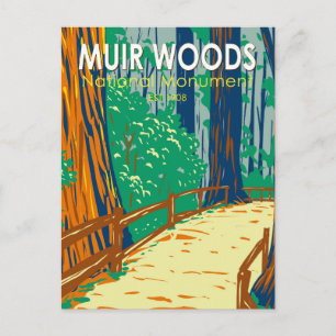 Muir Woods National Monument Vintage Art Postcard