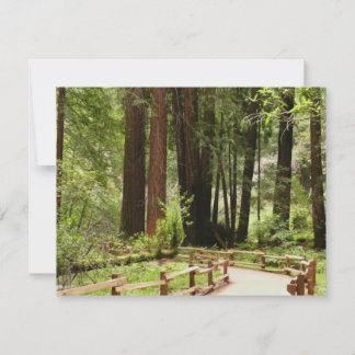 Muir Woods Path I Nature Photography