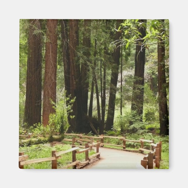Muir Woods Path I Nature Photography Magnet (Front)