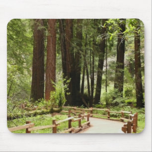 Muir Woods Path I Nature Photography Mouse Mat