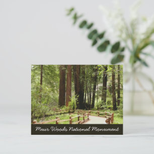 Muir Woods Path I Nature Photography Postcard