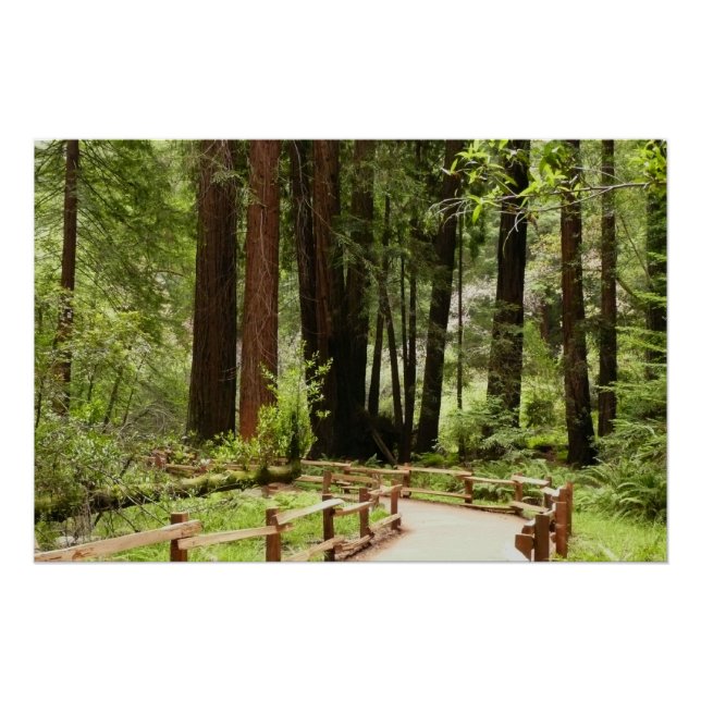 Muir Woods Path I Nature Photography Poster (Front)