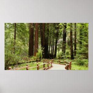 Muir Woods Path I Nature Photography Poster
