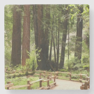 Muir Woods Path I Nature Photography Stone Coaster
