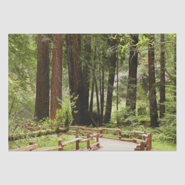 Muir Woods Path I Nature Photography Tissue Paper (Front)