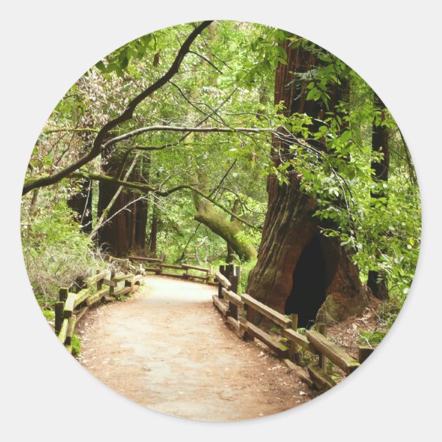 Muir Woods Path II Nature Photography Classic Round Sticker (Front)
