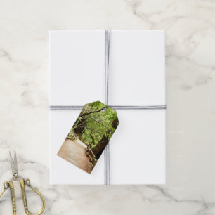 Muir Woods Path II Nature Photography Gift Tags