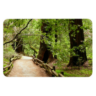 Muir Woods Path II Nature Photography Magnet