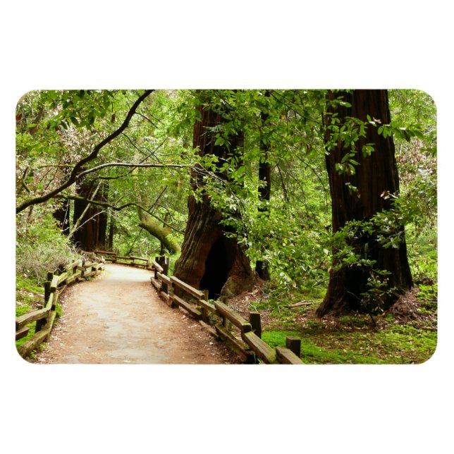 Muir Woods Path II Nature Photography Magnet (Horizontal)