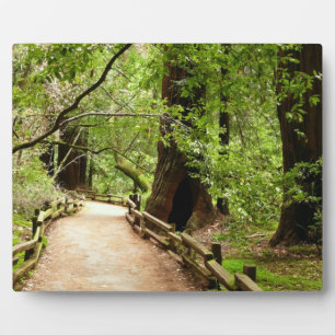 Muir Woods Path II Nature Photography Plaque
