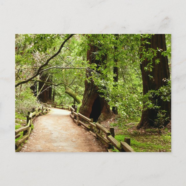 Muir Woods Path II Nature Photography Postcard (Front)