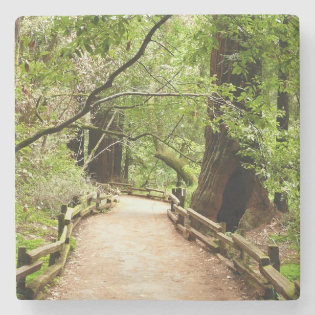 Muir Woods Path II Nature Photography Stone Coaster (Front)