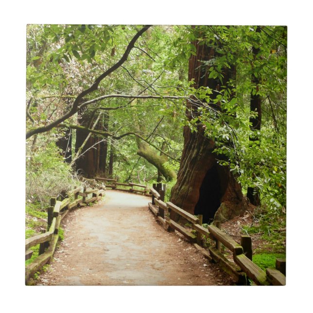 Muir Woods Path II Nature Photography Tile (Front)