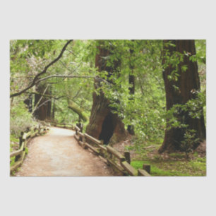 Muir Woods Path II Nature Photography Tissue Paper