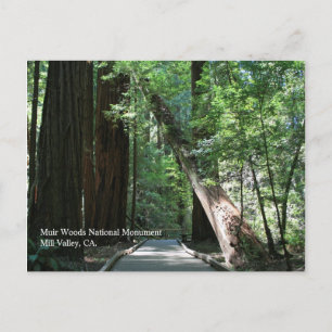 Muir Woods Post Card
