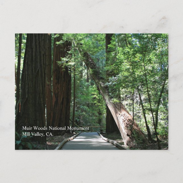 Muir Woods Post Card (Front)