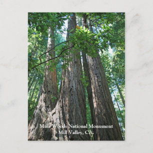 Muir Woods Post Card