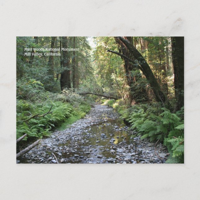 Muir Woods Post Card (Front)