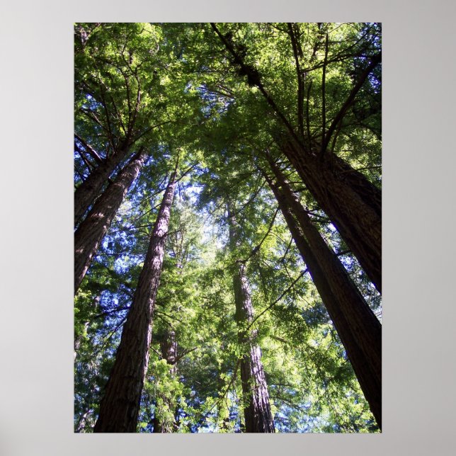 Muir Woods Poster (Front)