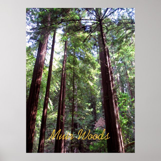 Muir Woods Poster (Front)