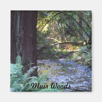 Muir Woods Stream
