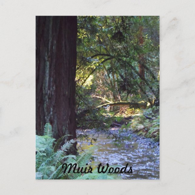 Muir Woods Stream Postcard (Front)