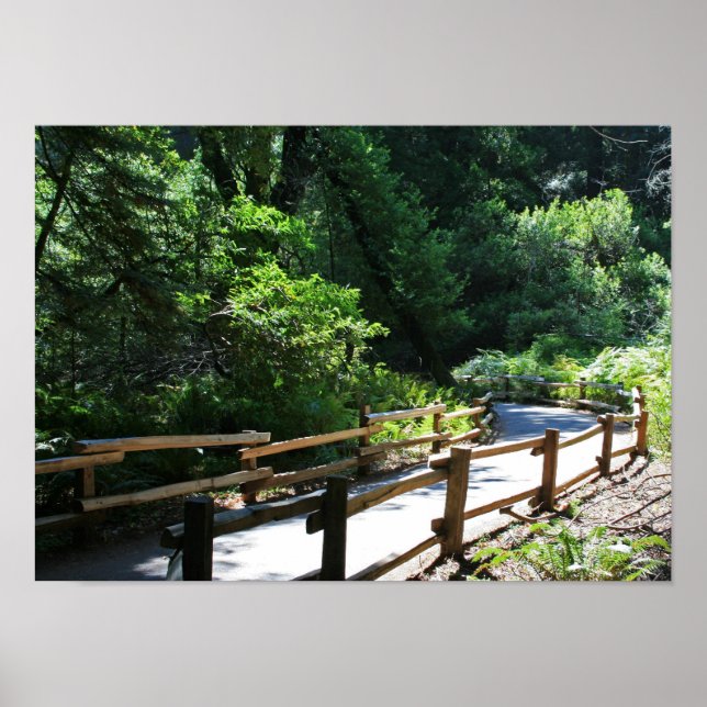 "Muir Woods Walk" Poster (Front)
