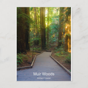 Muir Woods Walkway California Products Postcard