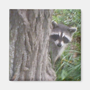 Mulberry the Racoon Magnet