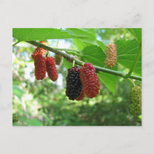 Mulberry Tree Postcard