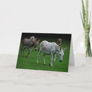 Mule and donkey greeting card