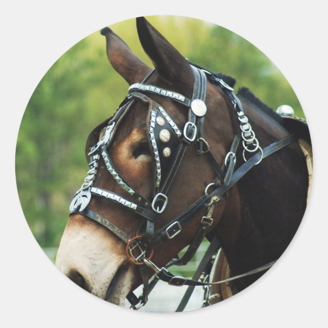 mule days classic round sticker (Front)