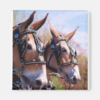 mule days magnet