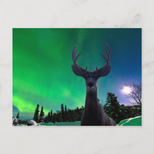 Mule deer and Aurora borealis Postcard