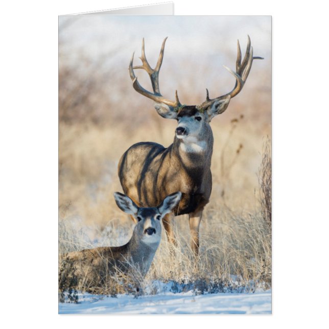 Mule Deer Buck and Doe (Front)