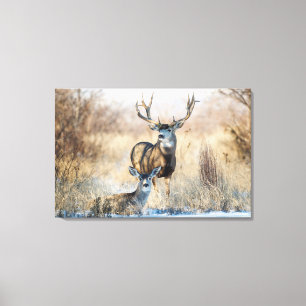 Mule Deer Buck and Doe Canvas Print