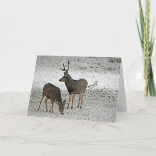 Mule deer buck and doe card