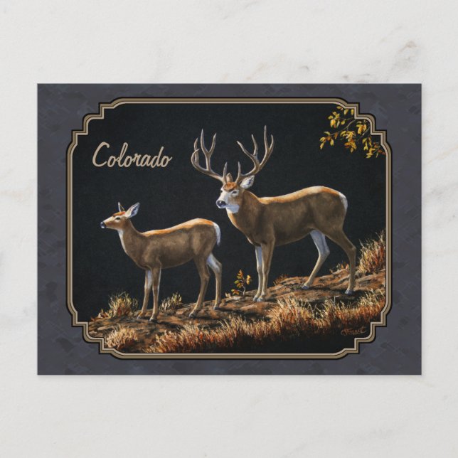 Mule Deer Buck and Doe Grey Custom Postcard (Front)
