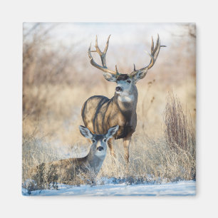 Mule Deer Buck and Doe Magnet