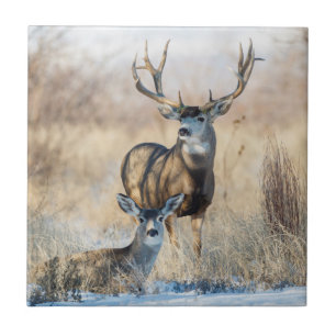 Mule Deer Buck and Doe Tile
