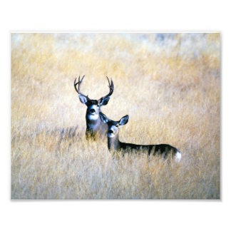 Mule Deer Buck & Doe Digital Fine Art Print