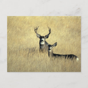 Mule Deer Buck - Doe Postcard