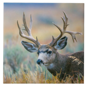 Mule Deer Buck   Grand Teton National Park Wyoming Tile