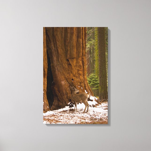 Mule Deer Canvas Print (Front)
