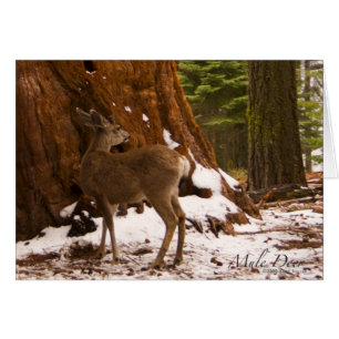 Mule Deer Card