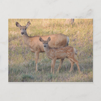 Mule Deer Doe and Fawn Postcard