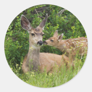 Mule Deer Doe with Fawn Classic Round Sticker