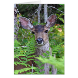 Mule Deer Frameable Art Card